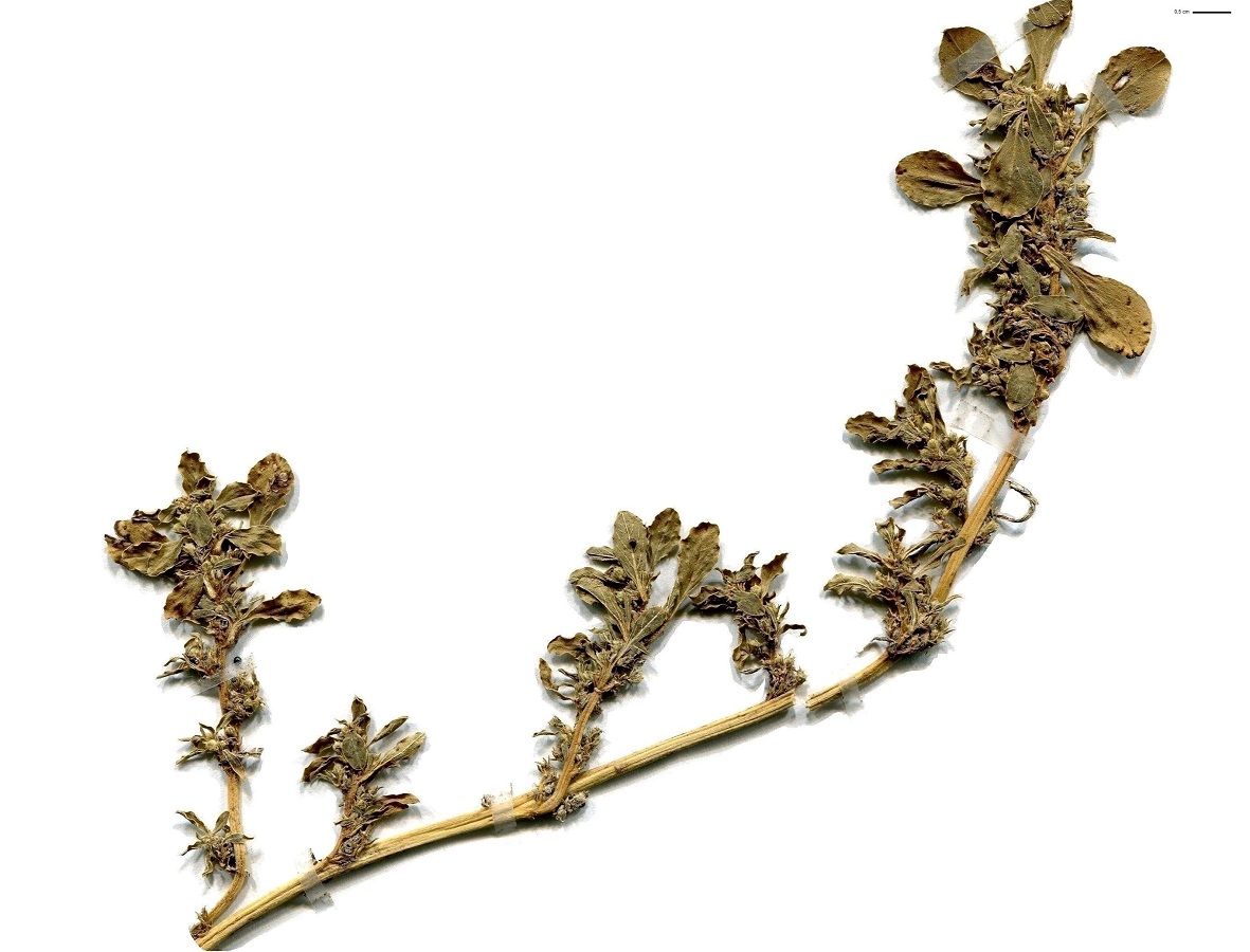 Amaranthus blitoides (Amaranthaceae)